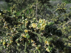 Thymelaea hirsuta