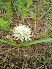Allium orientale