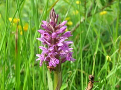 Dactylorhiza sibirica