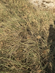 Spinifex longifolius