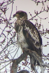 Haliaeetus leucocephalus
