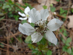 Melyrodes basalis