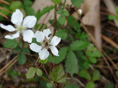 Melyrodes basalis