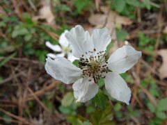 Melyrodes basalis