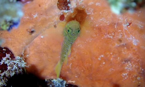 Priolepis, 2023-08-05