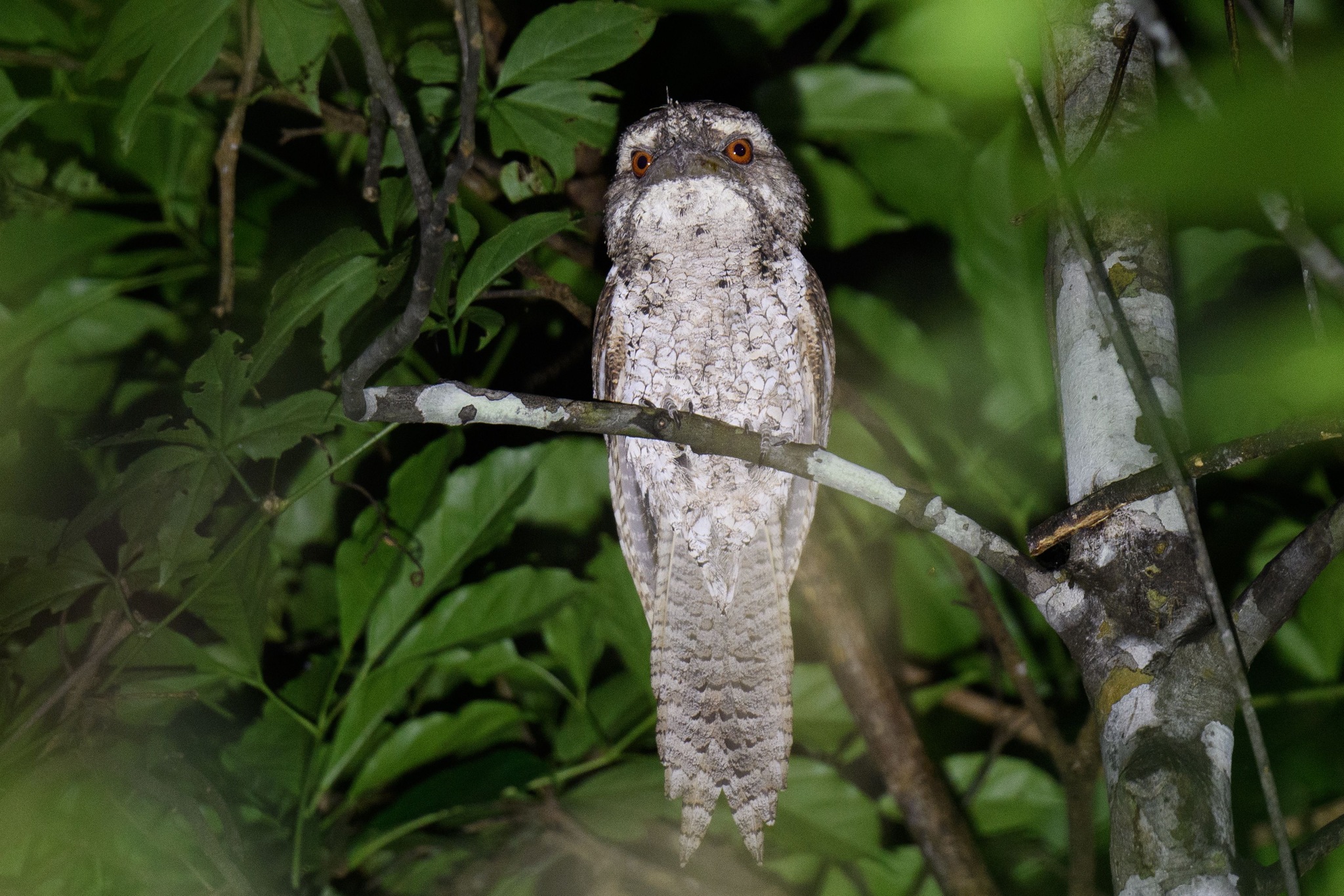 Marbled Frogmouth (Podargus ocellatus), photo 2