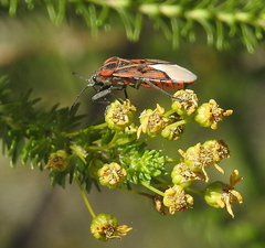 Spilostethus crudelis