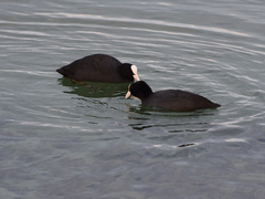 Fulica atra