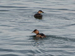 Tachybaptus ruficollis