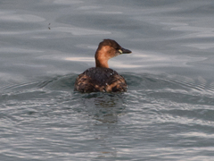 Tachybaptus ruficollis