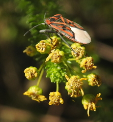 Spilostethus crudelis