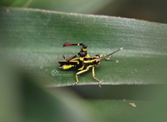 Traulia azureipennis