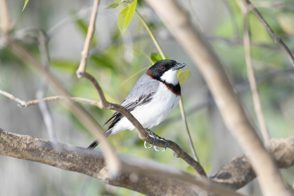 White-Breasted Whistler