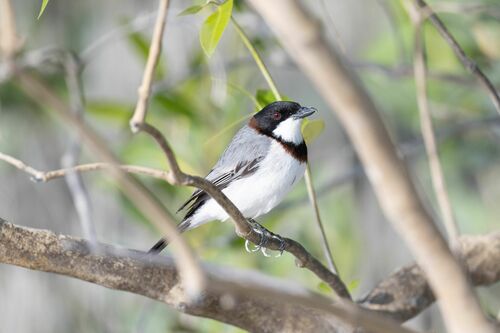 White-breasted Whistler (Pachycephala lanioides), photo 1