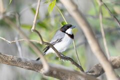 White-Breasted Whistler photo 1