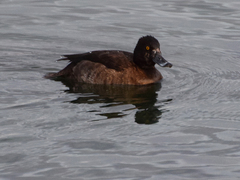 Aythya fuligula
