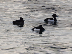 Aythya fuligula