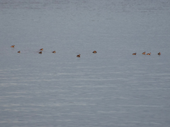 Tachybaptus ruficollis