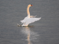 Cygnus olor