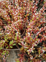 Sedum microcarpum