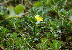 Ludwigia taiwanensis