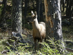 Hippocamelus bisulcus