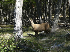 Hippocamelus bisulcus