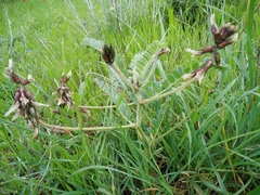 Astragalus palaestinus