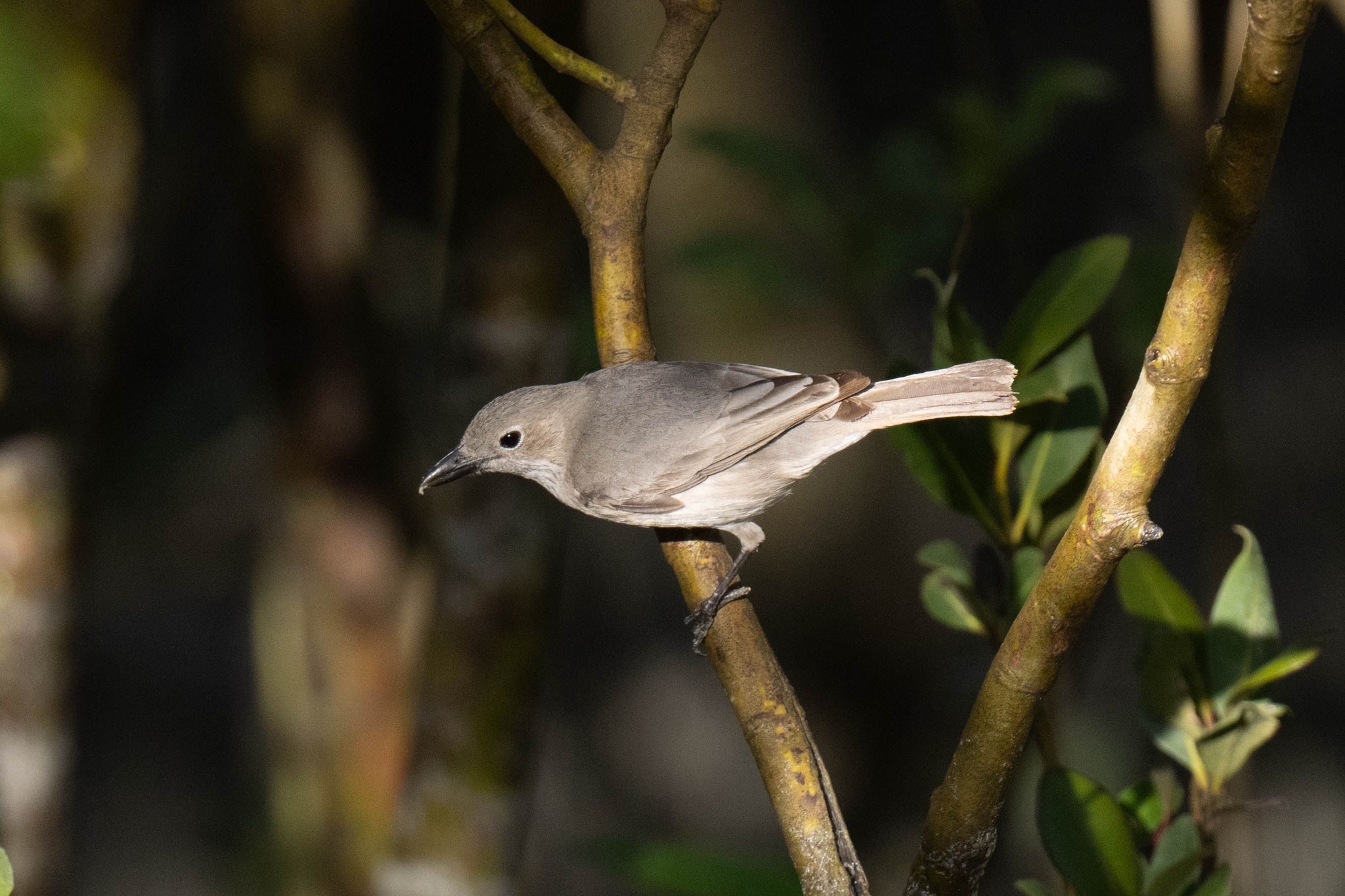 White-breasted Whistler (Pachycephala lanioides), photo 3