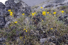 Physaria calderi