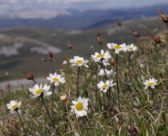 Chrysanthemum integrifolium