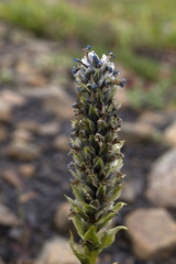 Lagotis glauca