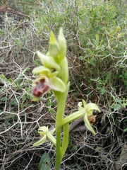 Ophrys umbilicata