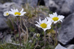 Chrysanthemum integrifolium
