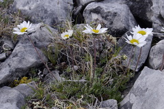 Chrysanthemum integrifolium