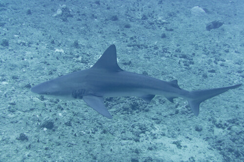 Sandbar Shark, photo 8 of 8