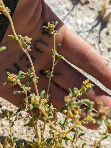 Cleomella brevipes