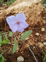 Erodium gruinum