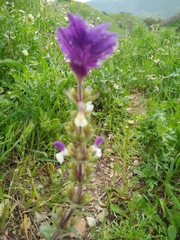 Salvia viridis