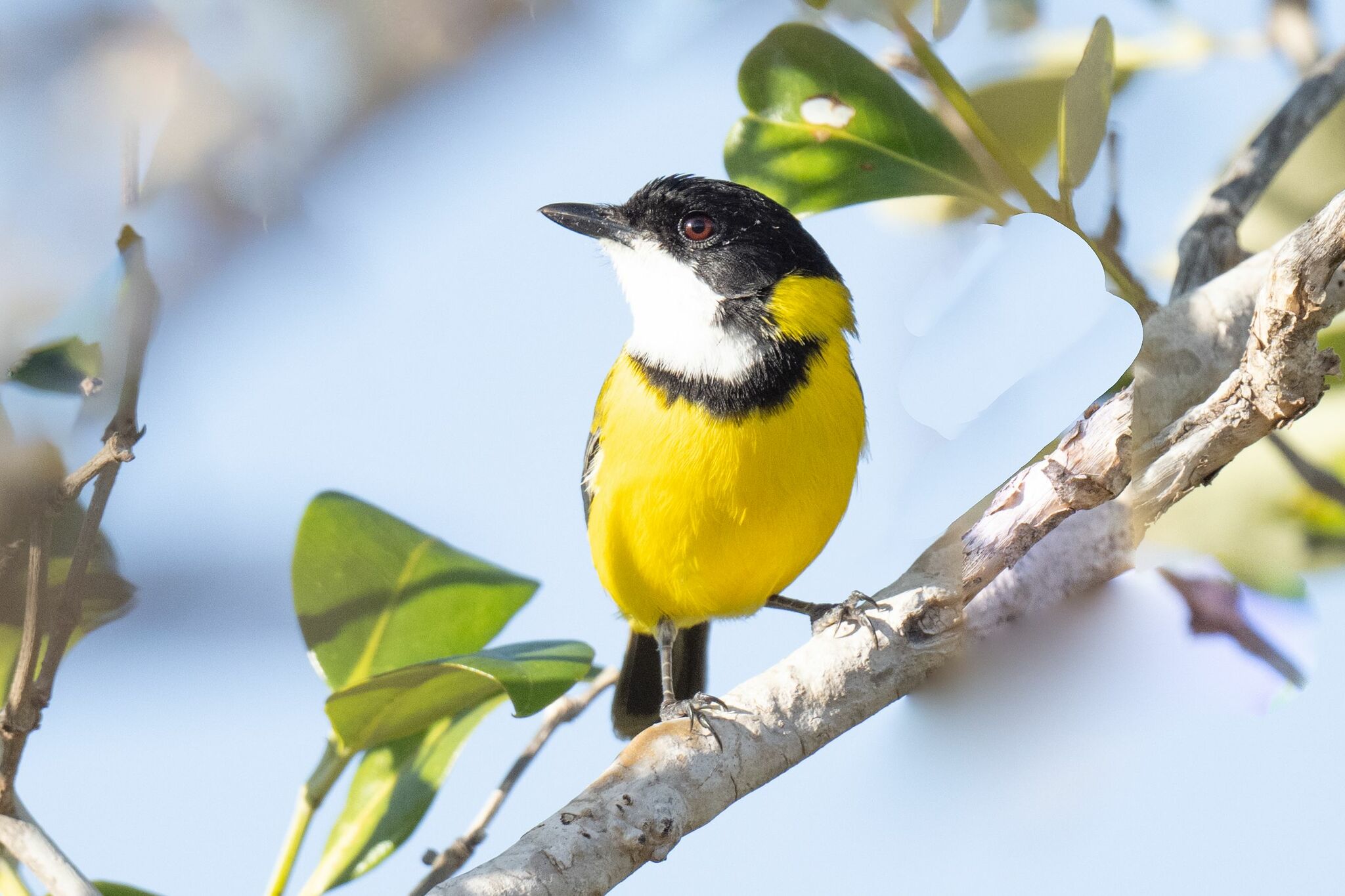 Mangrove Golden Whistler (Pachycephala melanura), photo 10