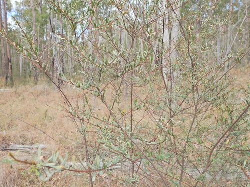 Image of Pultenaea euchila by (c) Scott W. Gavins, some rights reserved (CC BY)