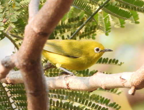 southern yellow white-eye (Zosterops anderssoni)