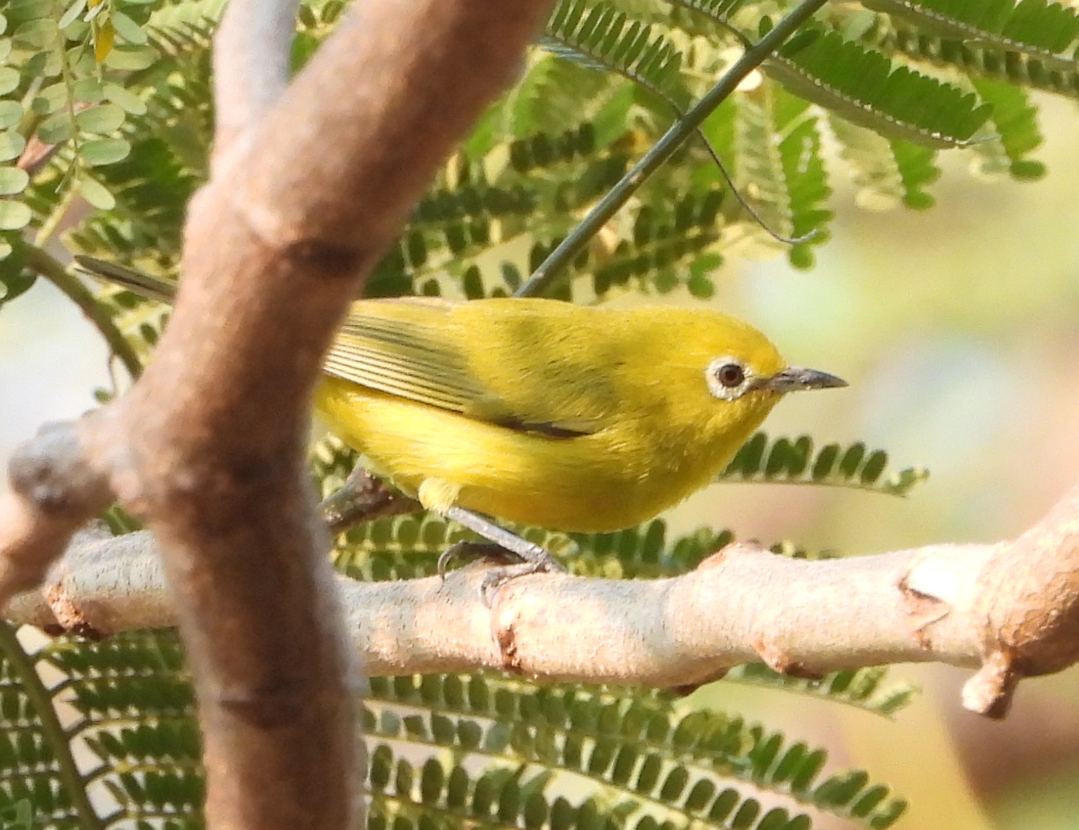 Southern Yellow White-eye illustration