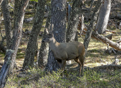 Hippocamelus bisulcus