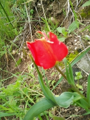 Tulipa agenensis