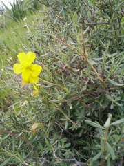 Helianthemum stipulatum