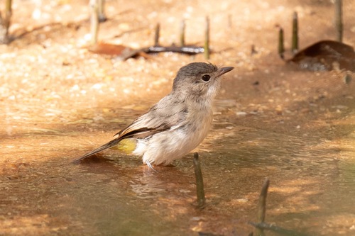 Mangrove Golden Whistler (Pachycephala melanura), photo 6