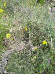 Helianthemum stipulatum