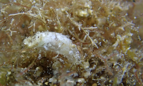 Liloa mongii observed 2023-08-05