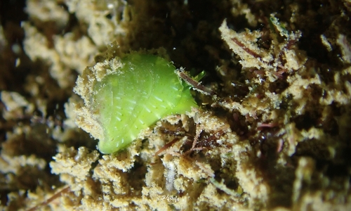 Julia exquisita, 2023-08-12